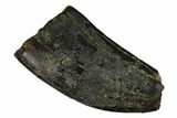 Partial Tyrannosaur Tooth - Two Medicine Formation #149109-1